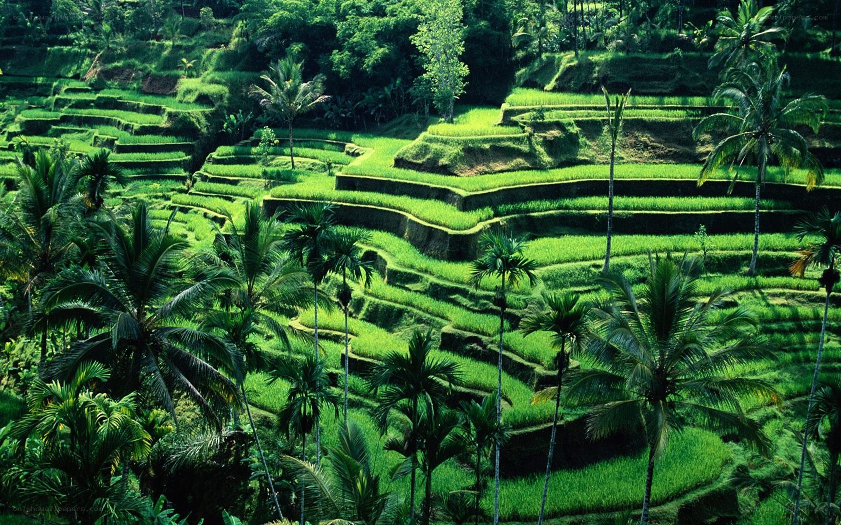 Terraced rice fields in tropical landscape