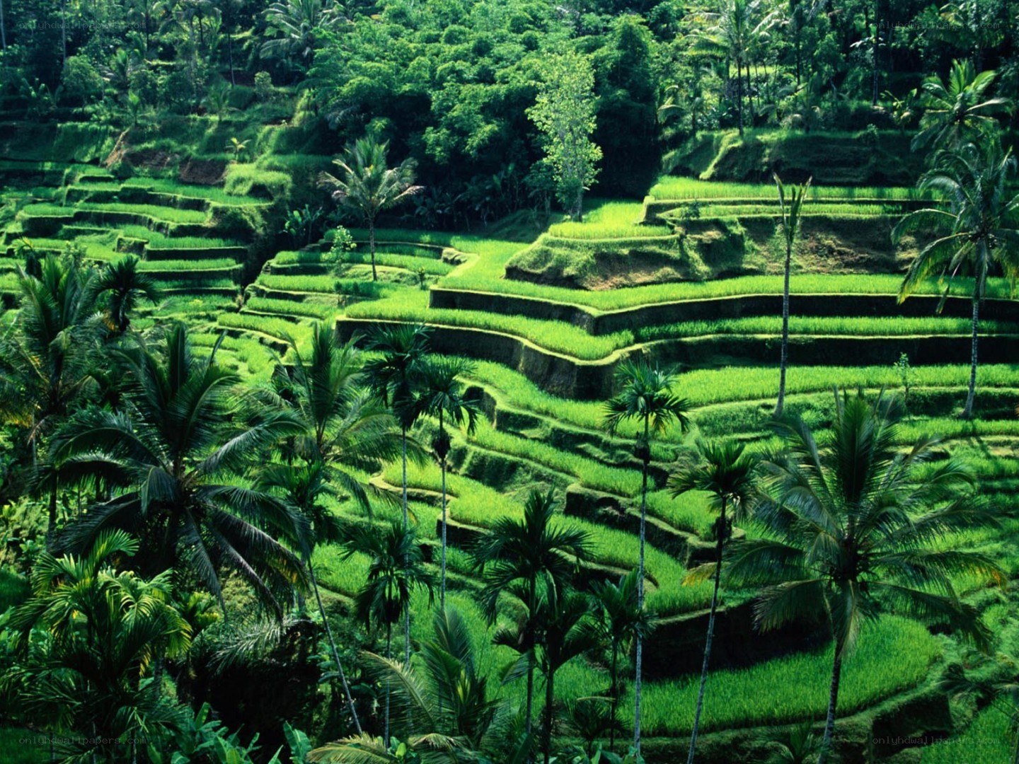 Terraced rice fields in tropical landscape