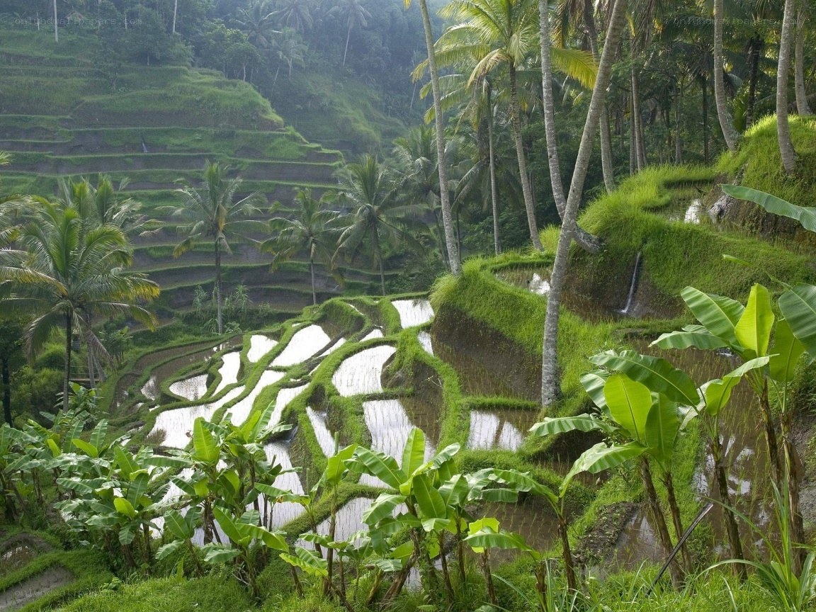 Terraced rice fields in tropical landscape