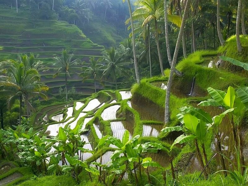 Terraced rice fields in tropical landscape