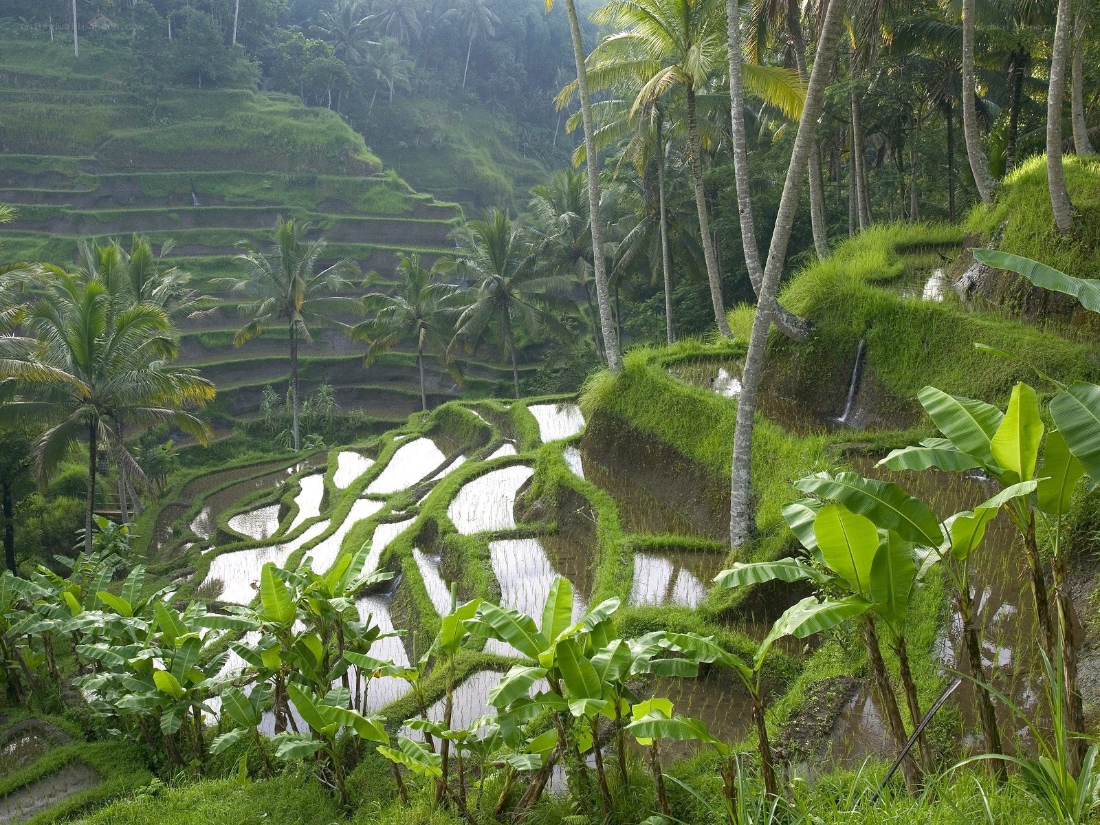 Terraced rice fields in tropical landscape
