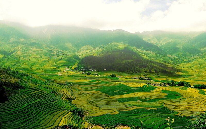 Terraced rice fields in Vietnam