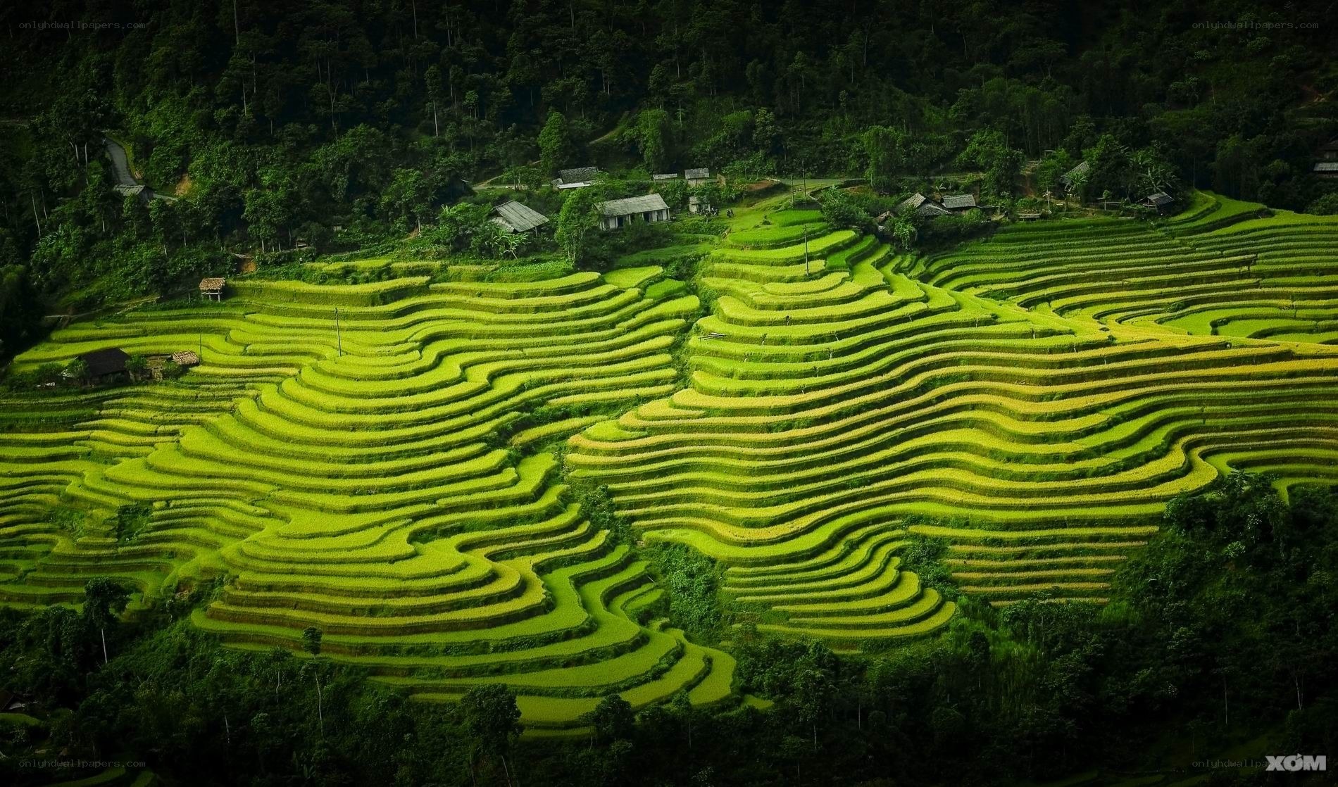 Terraced rice fields in Vietnam