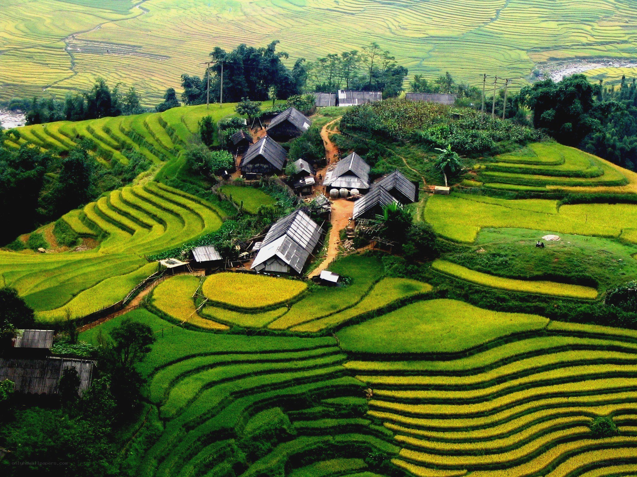 Terraced rice fields in Vietnam
