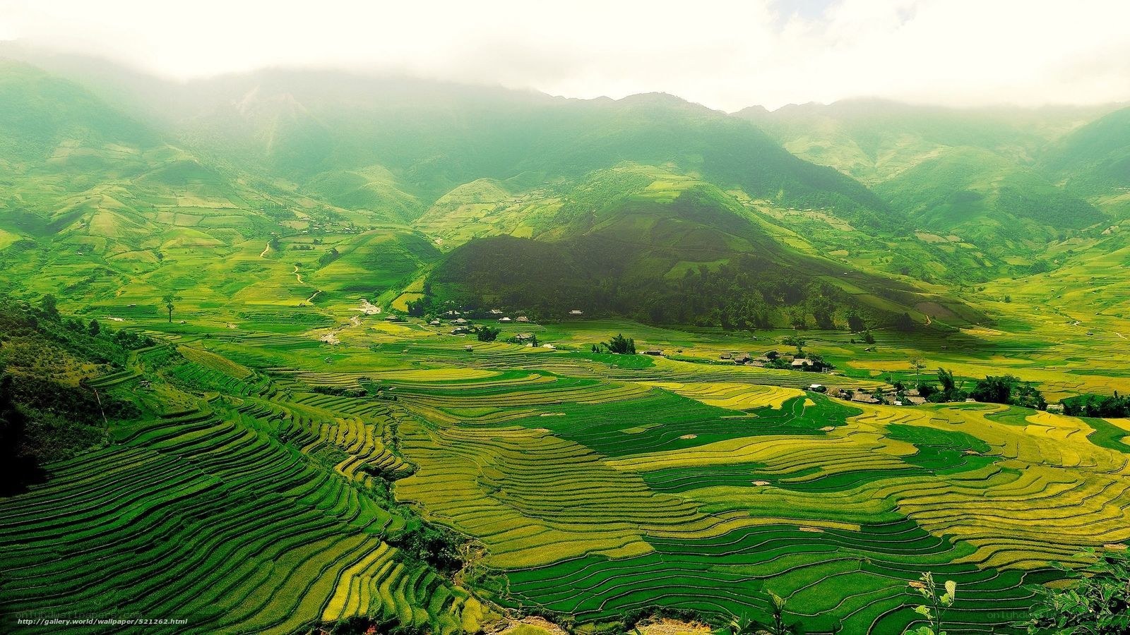 Terraced rice fields in Vietnam