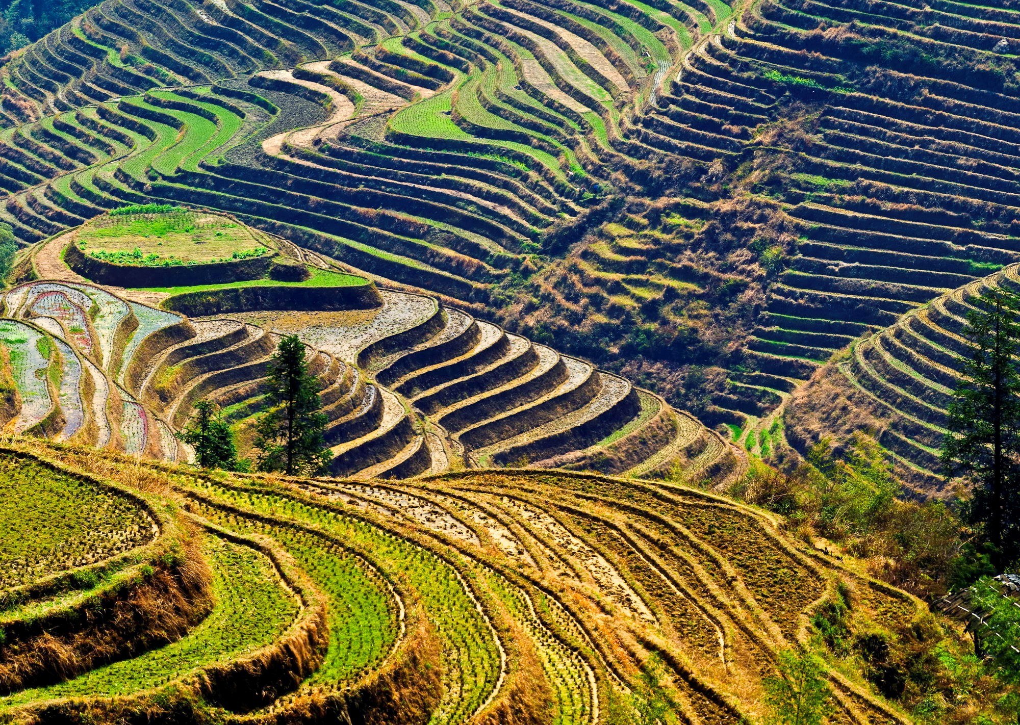 Terraced rice fields landscape
