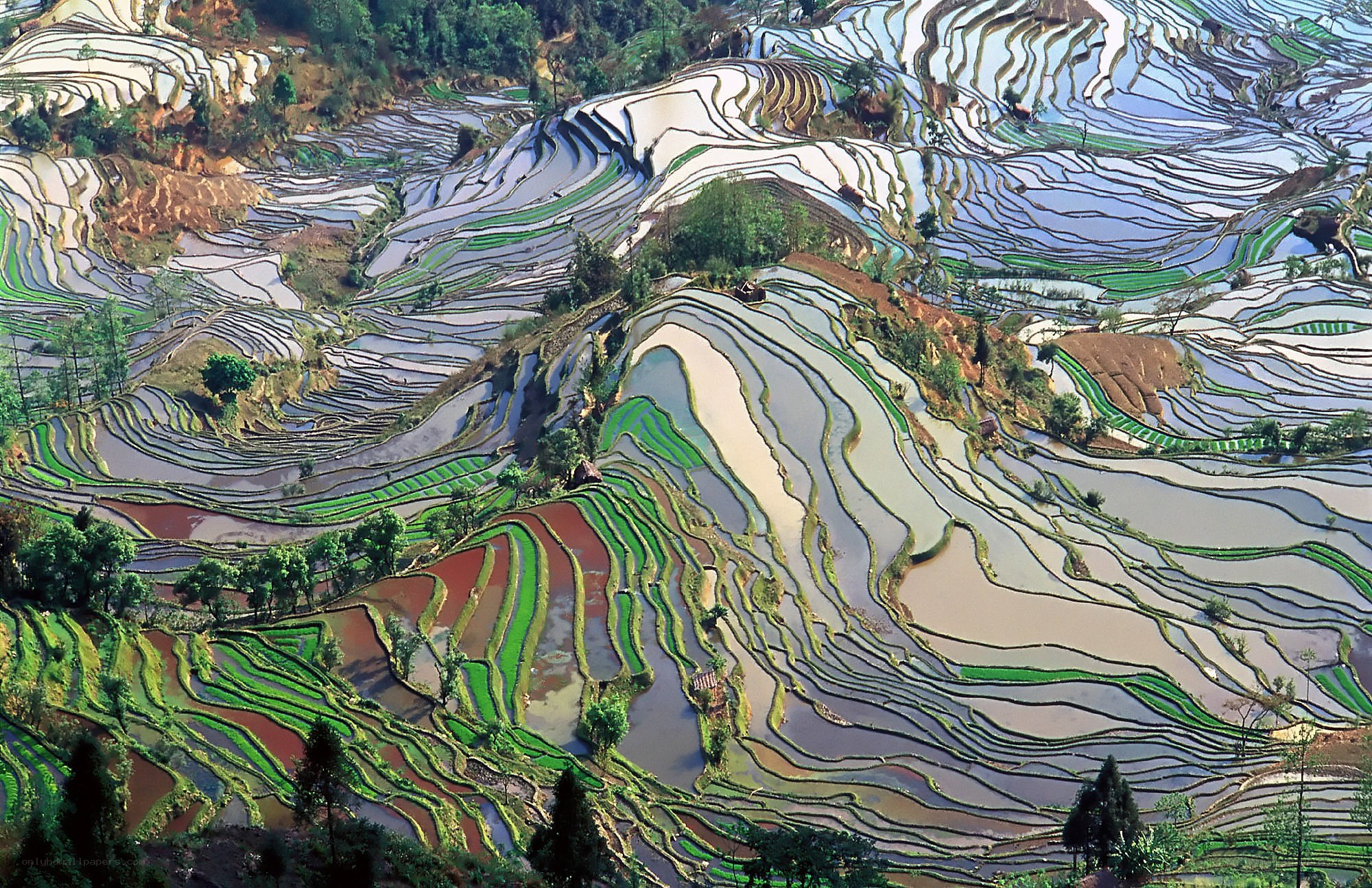 Terraced rice fields landscape