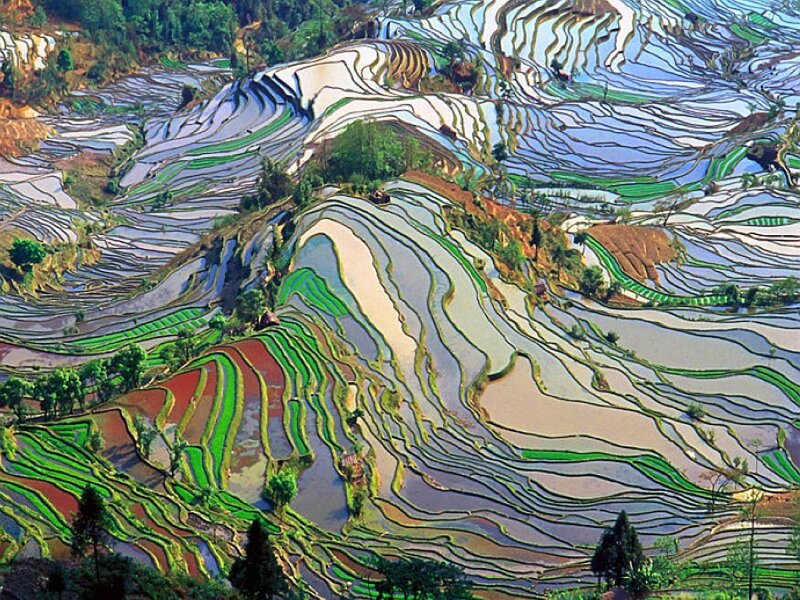 Terraced rice fields landscape