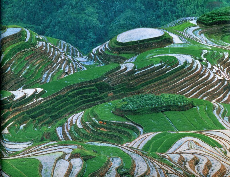 Terraced rice fields landscape