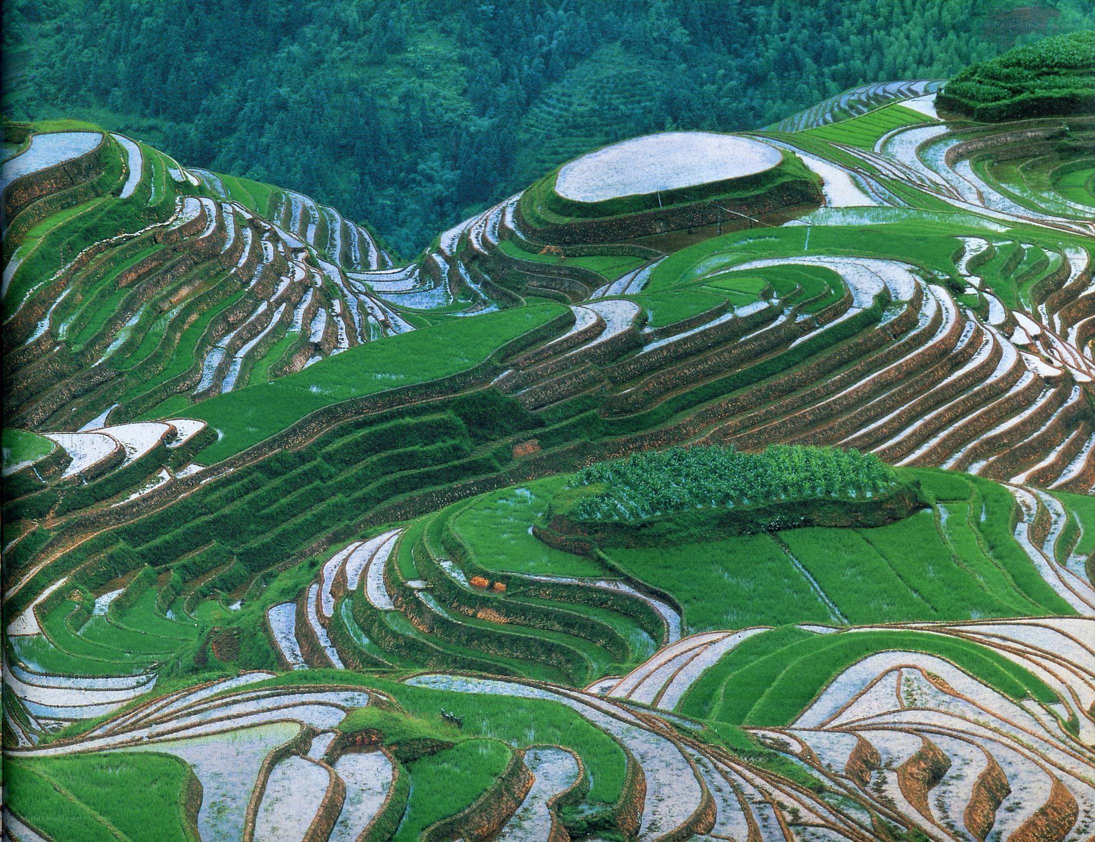 Terraced rice fields landscape