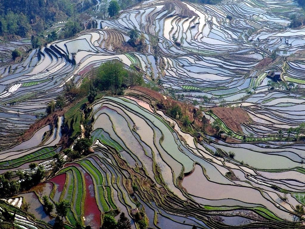 Terraced rice fields landscape