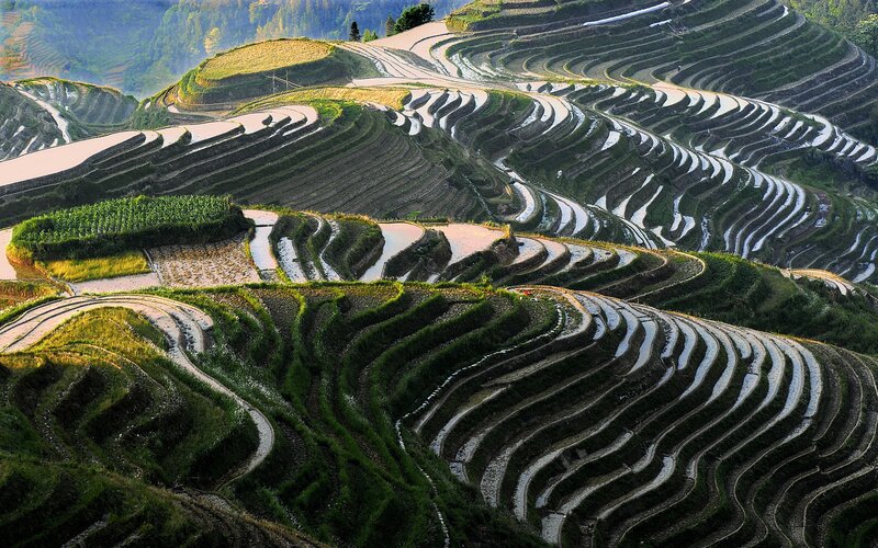 Terraced rice fields landscape