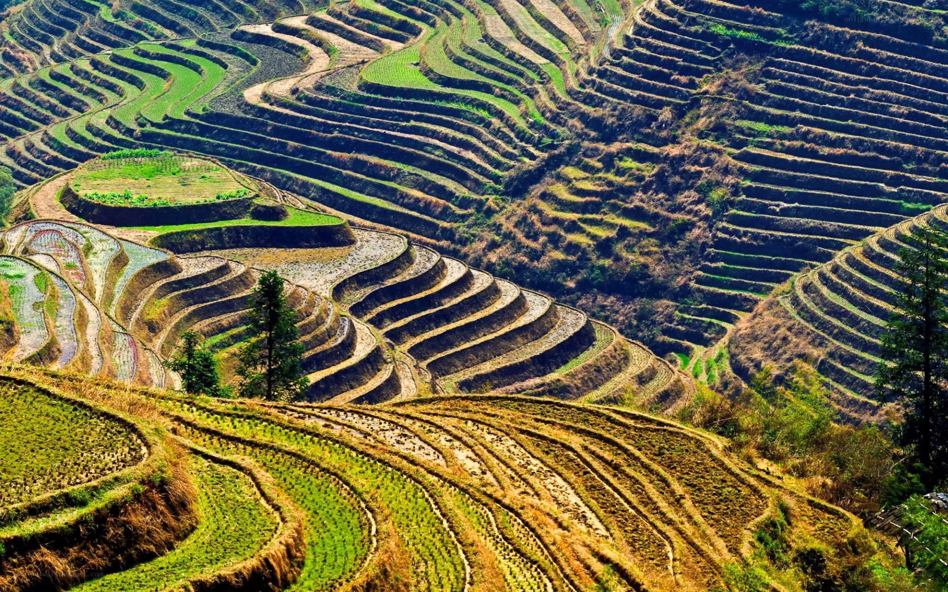 terraced rice fields landscape