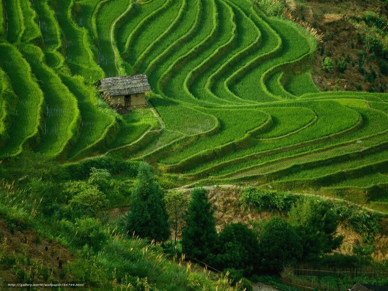 Terraced rice fields landscape
