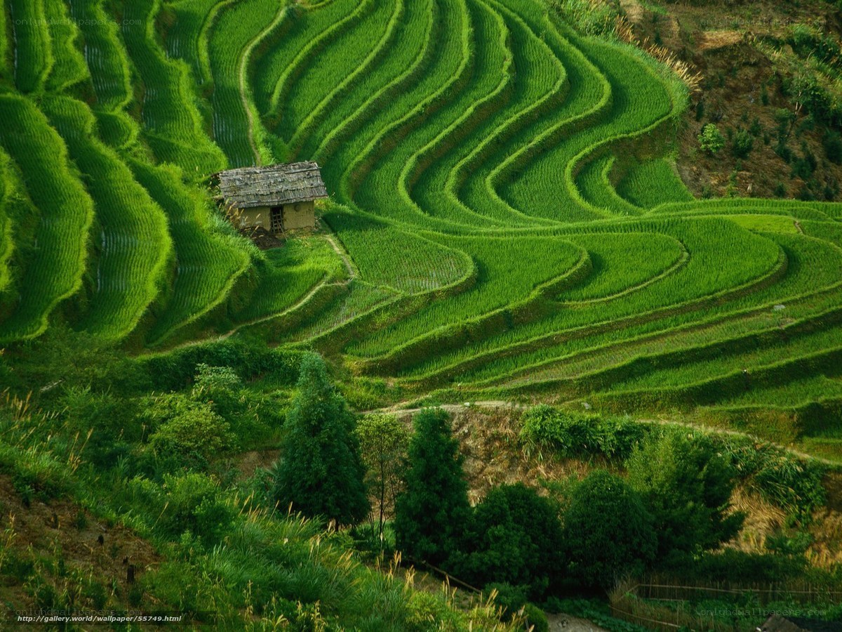 Terraced rice fields landscape