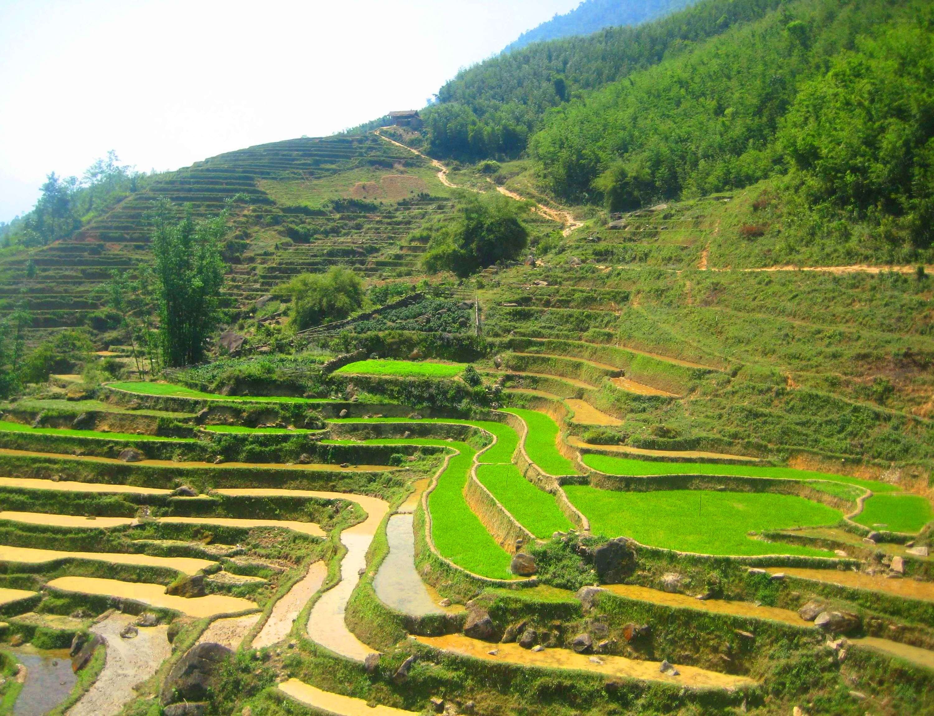 Terraced rice fields on a hillside