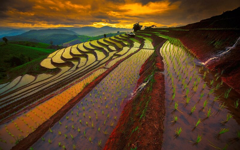 Terraced Rice Fields — Orange, Dramatic