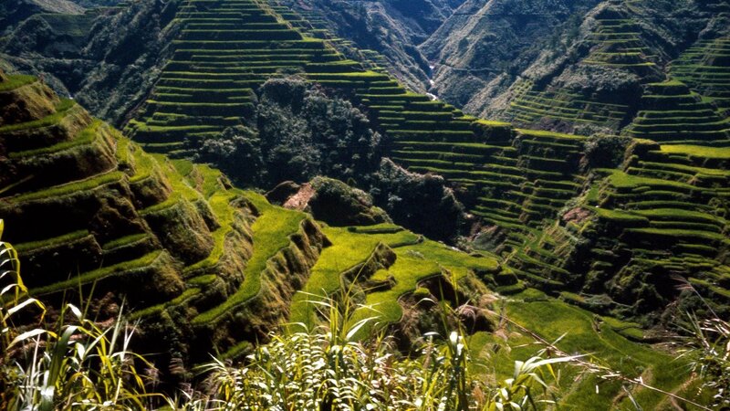 Terraced Rice Fields — Plants
