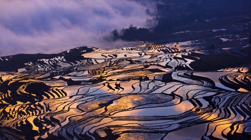 Terraced Rice Fields — Purple