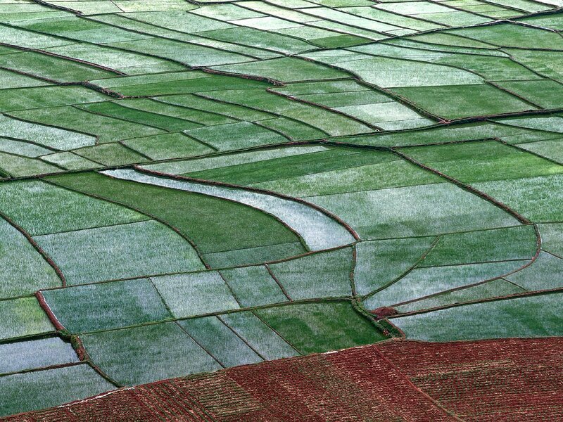 Terraced rice fields