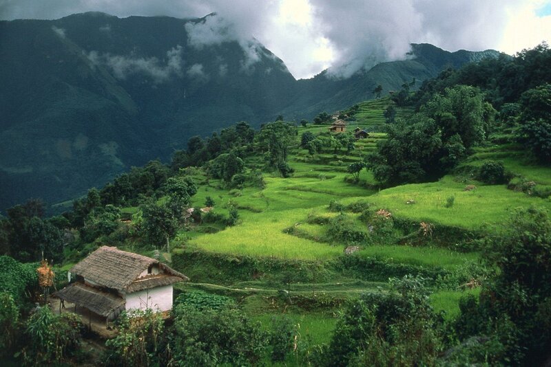 Terraced Rice Fields — Trees