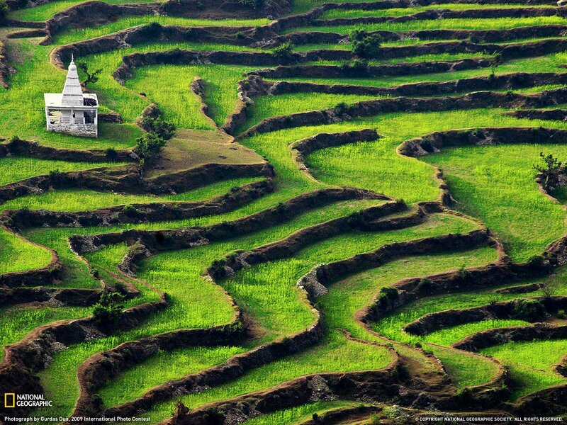 Terraced rice fields with temple