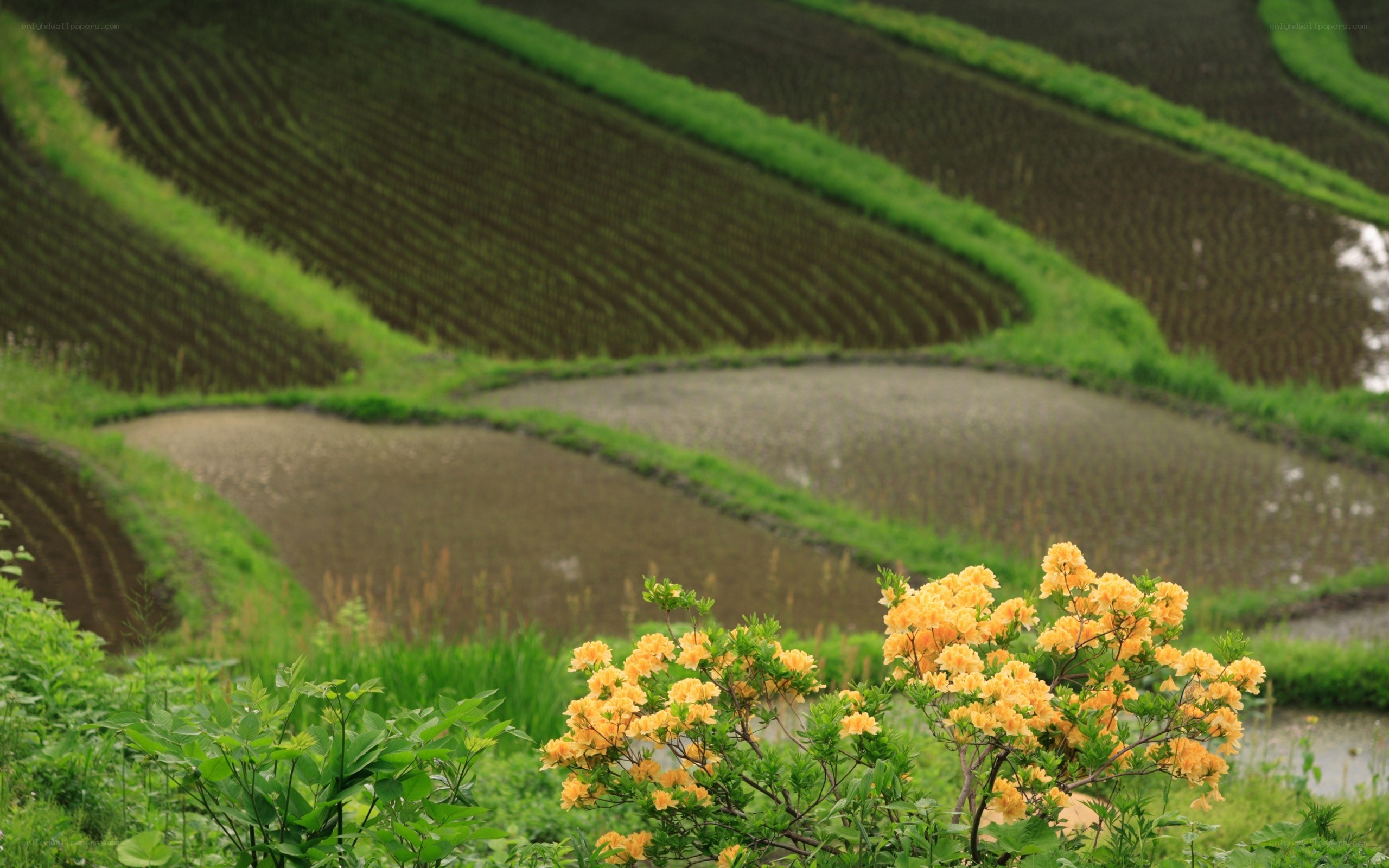 Terraced rice fields with yellow flowers