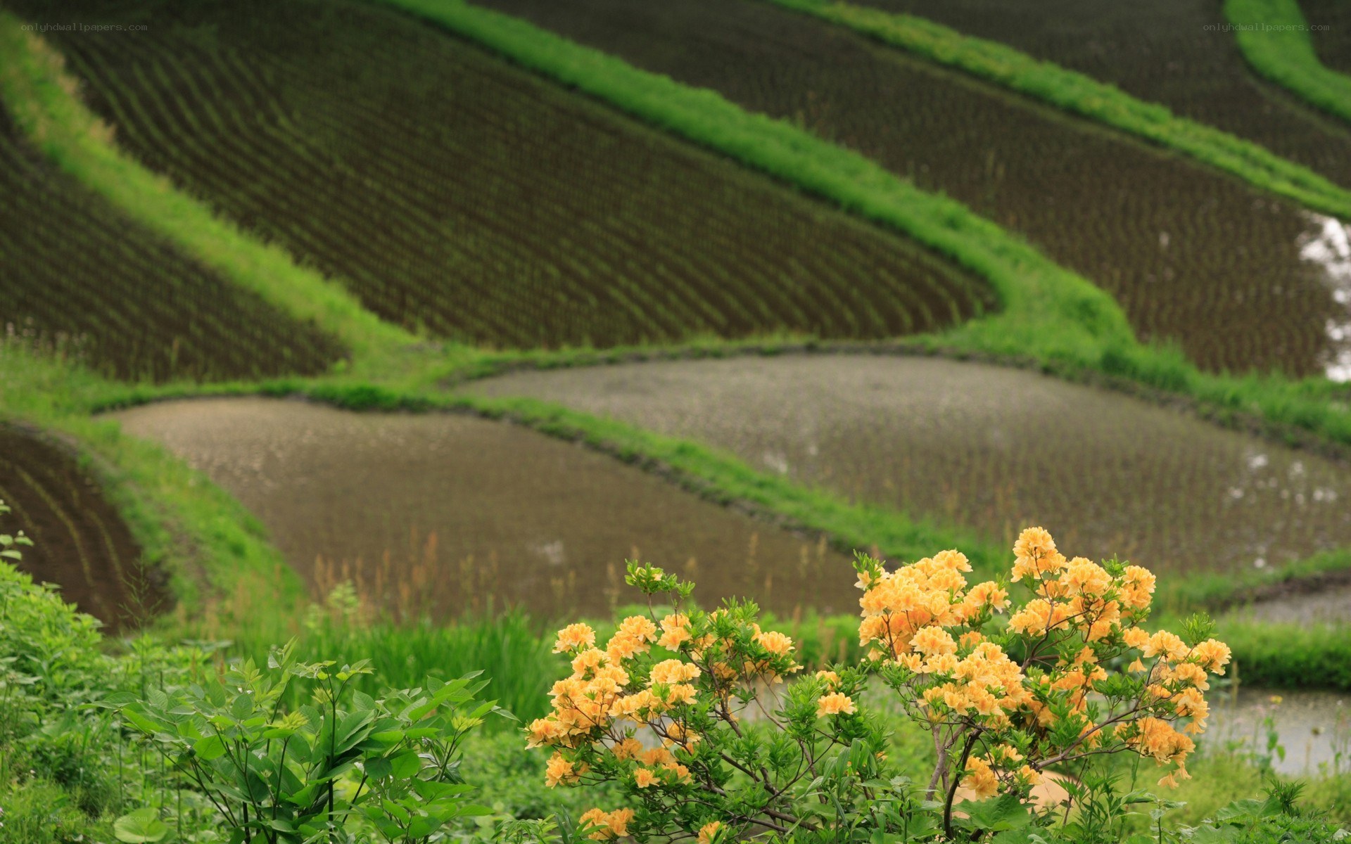 Terraced rice fields with yellow flowers