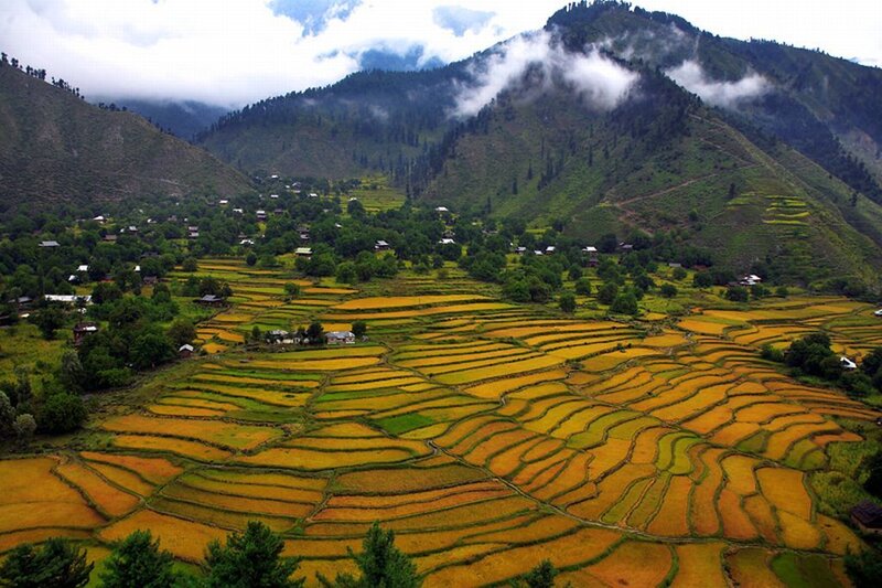 Terraced Rice Fields — Yellow, Serene