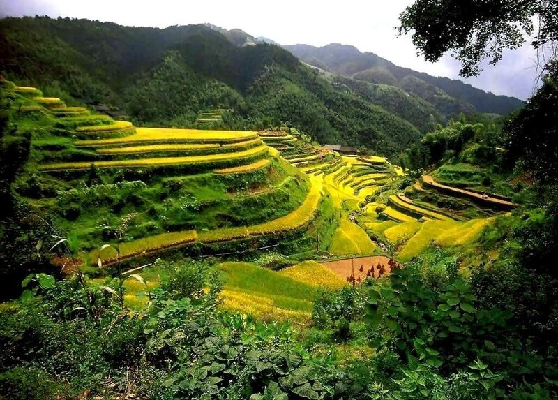Terraced Rice Fields — Yellow