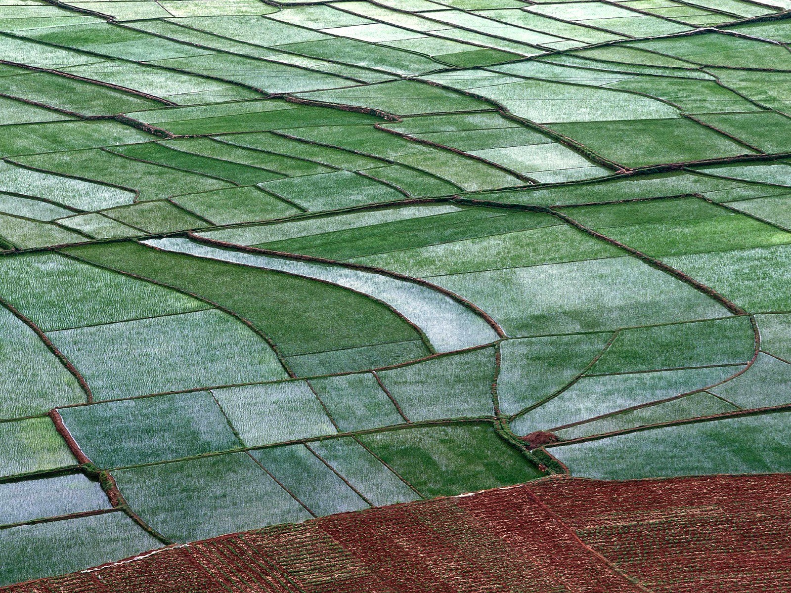 Terraced rice fields