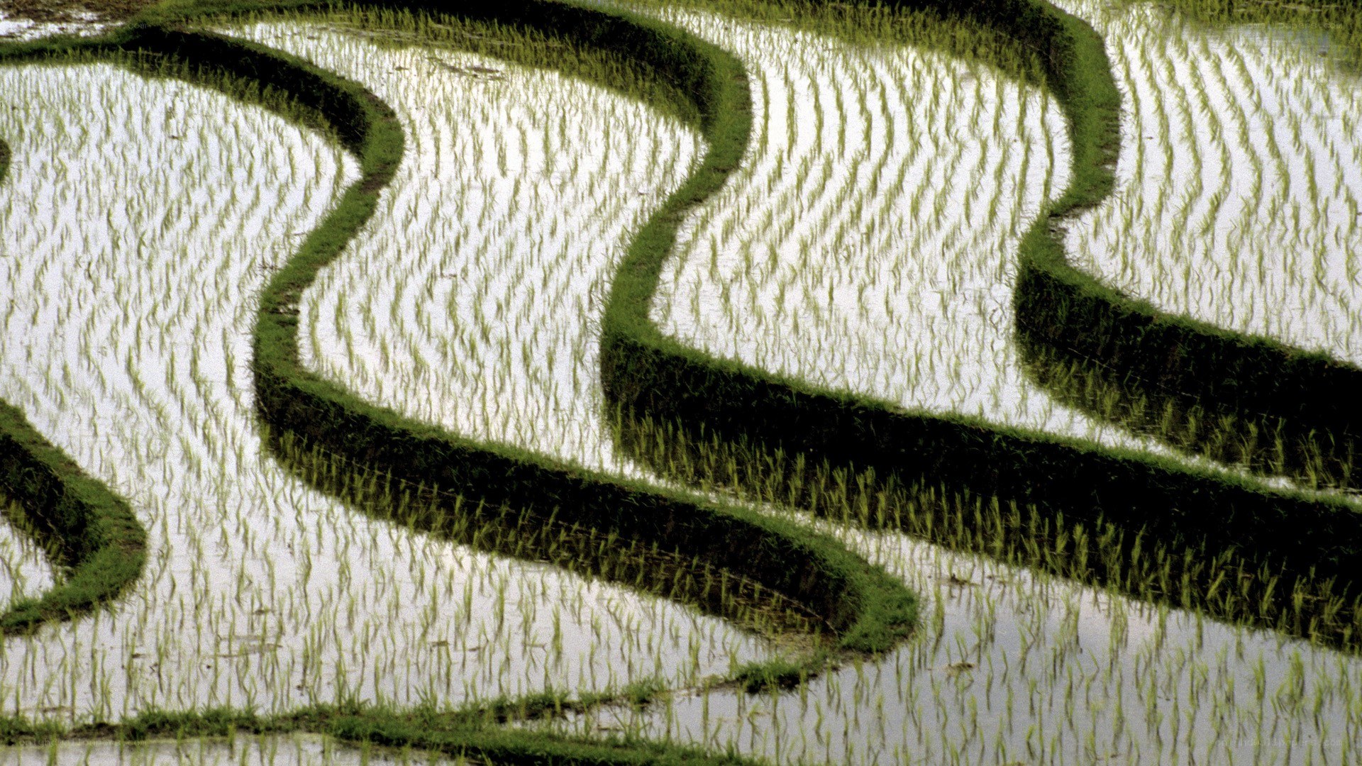 terraced rice paddies