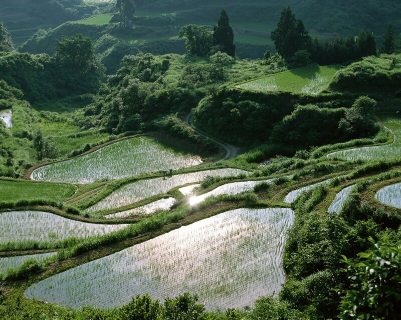 Terraced rice paddies at sunrise