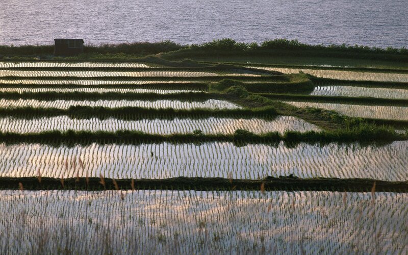 Terraced rice paddies by the sea