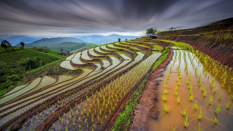 Terraced Rice Paddies — Green, Dramatic, Morning