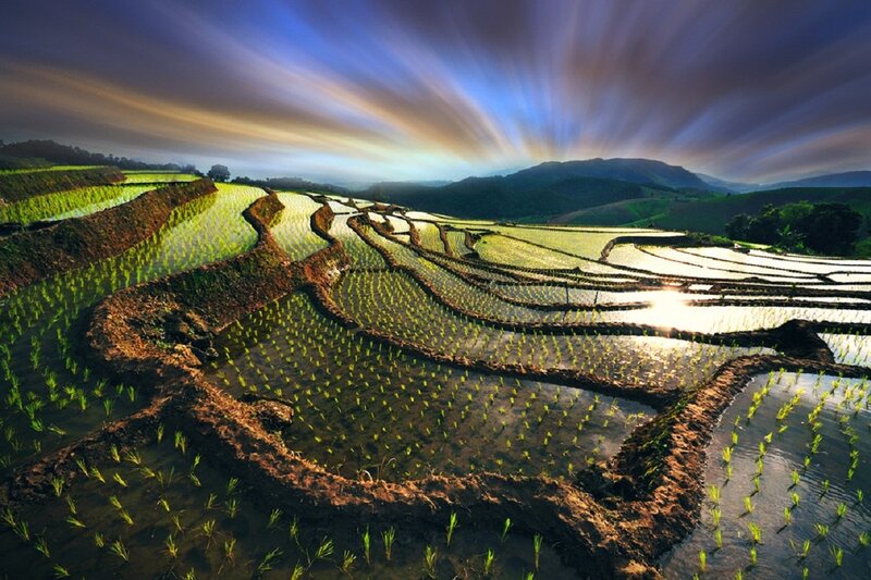 Terraced Rice Paddies — Green, Dramatic
