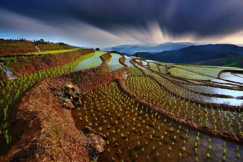 Terraced Rice Paddies — Green