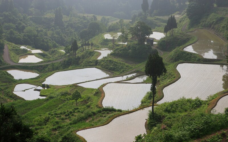 terraced rice paddies in a valley