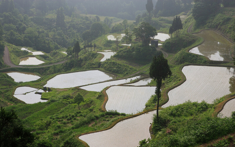 Terraced rice paddies in a valley