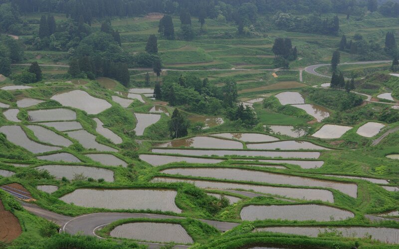 Terraced rice paddies in Japan