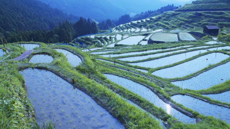 Terraced rice paddies in Japan
