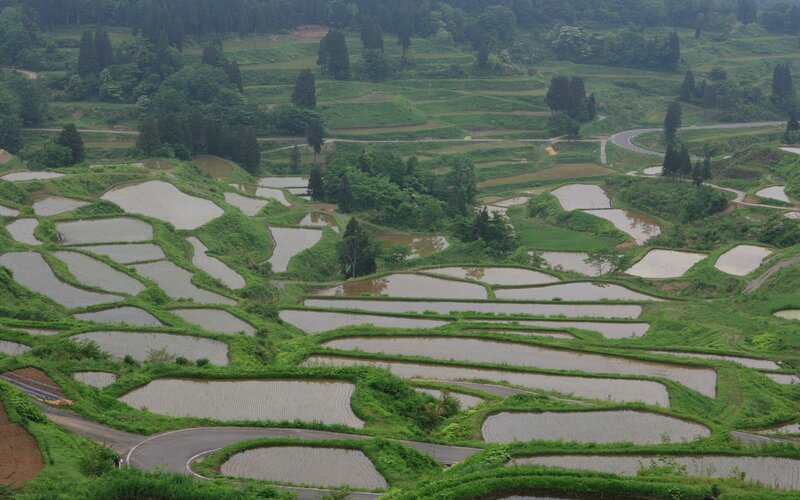 Terraced rice paddies in Japan