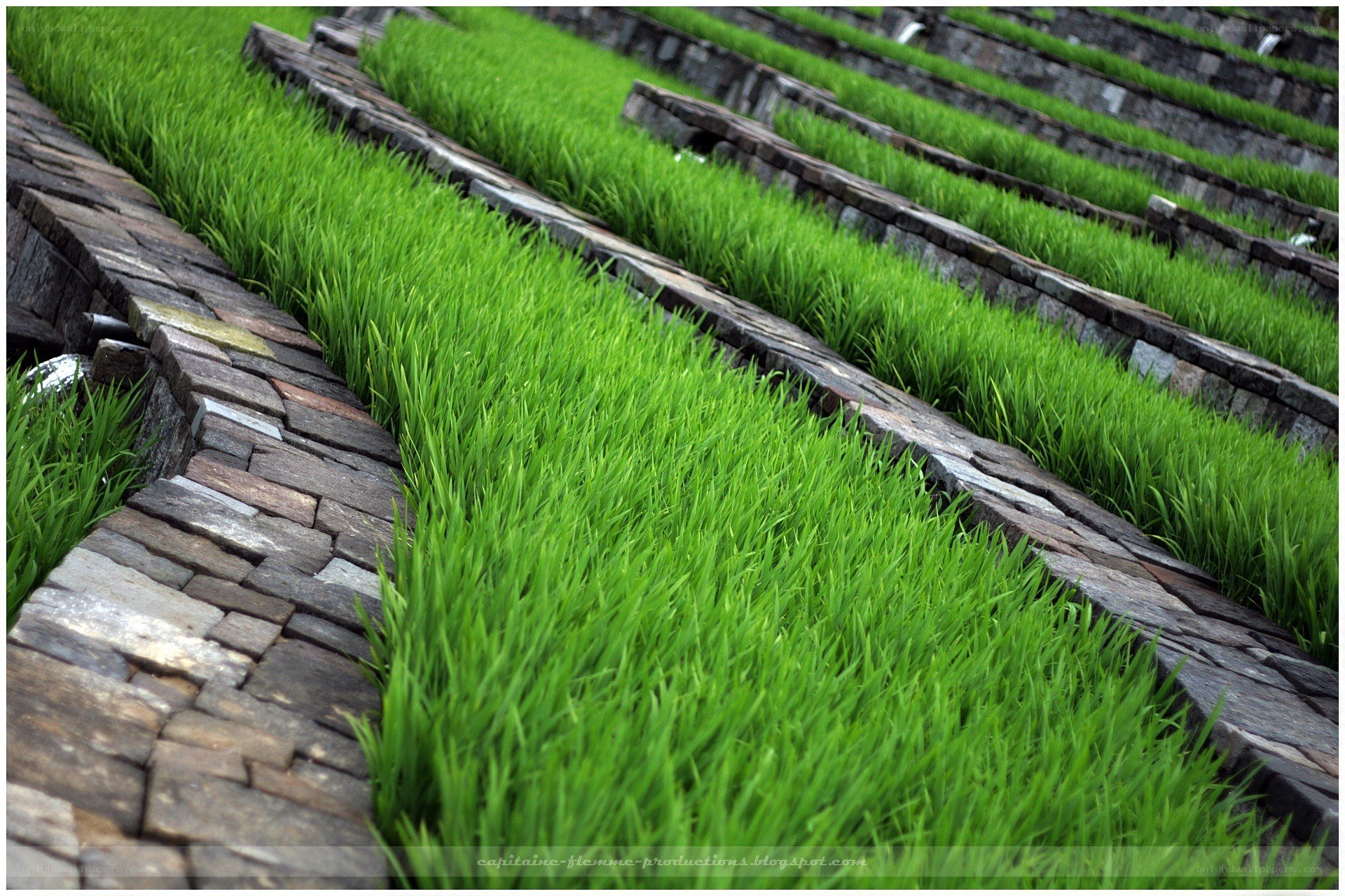 terraced rice paddies