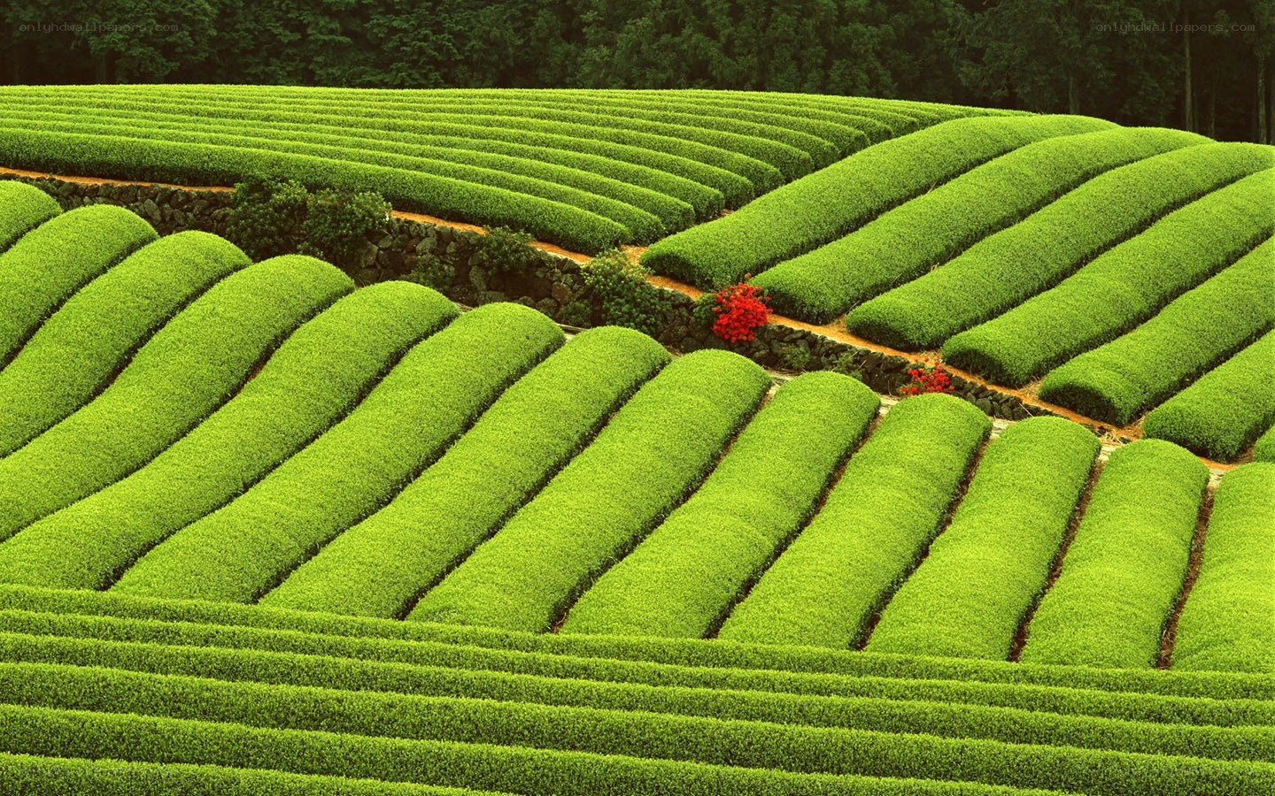 terraced tea fields