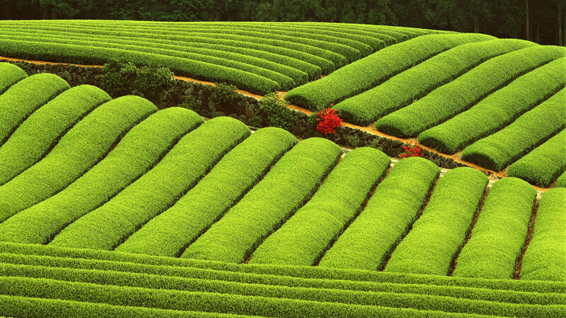 terraced tea fields