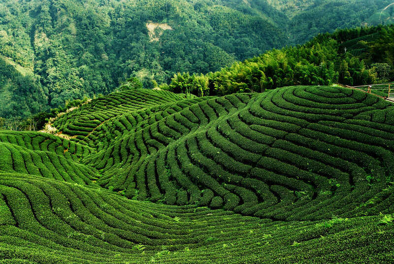 Terraced Tea Fields — Green, Serene, Afternoon, Photograph, Mountain