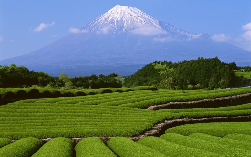 Terraced Tea Fields — Green, Serene, Afternoon, Photograph, Mountain, Trees
