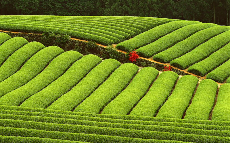 Terraced Tea Fields — Green, Serene, Afternoon, Photograph, Stone Wall