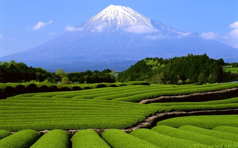 Terraced Tea Fields — Green, Serene, Afternoon, Photograph
