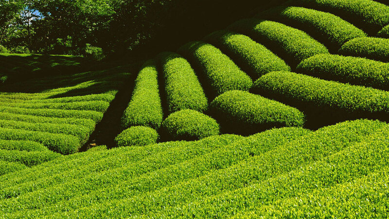 Terraced Tea Fields — Green, Serene, Afternoon, Photograph, Trees